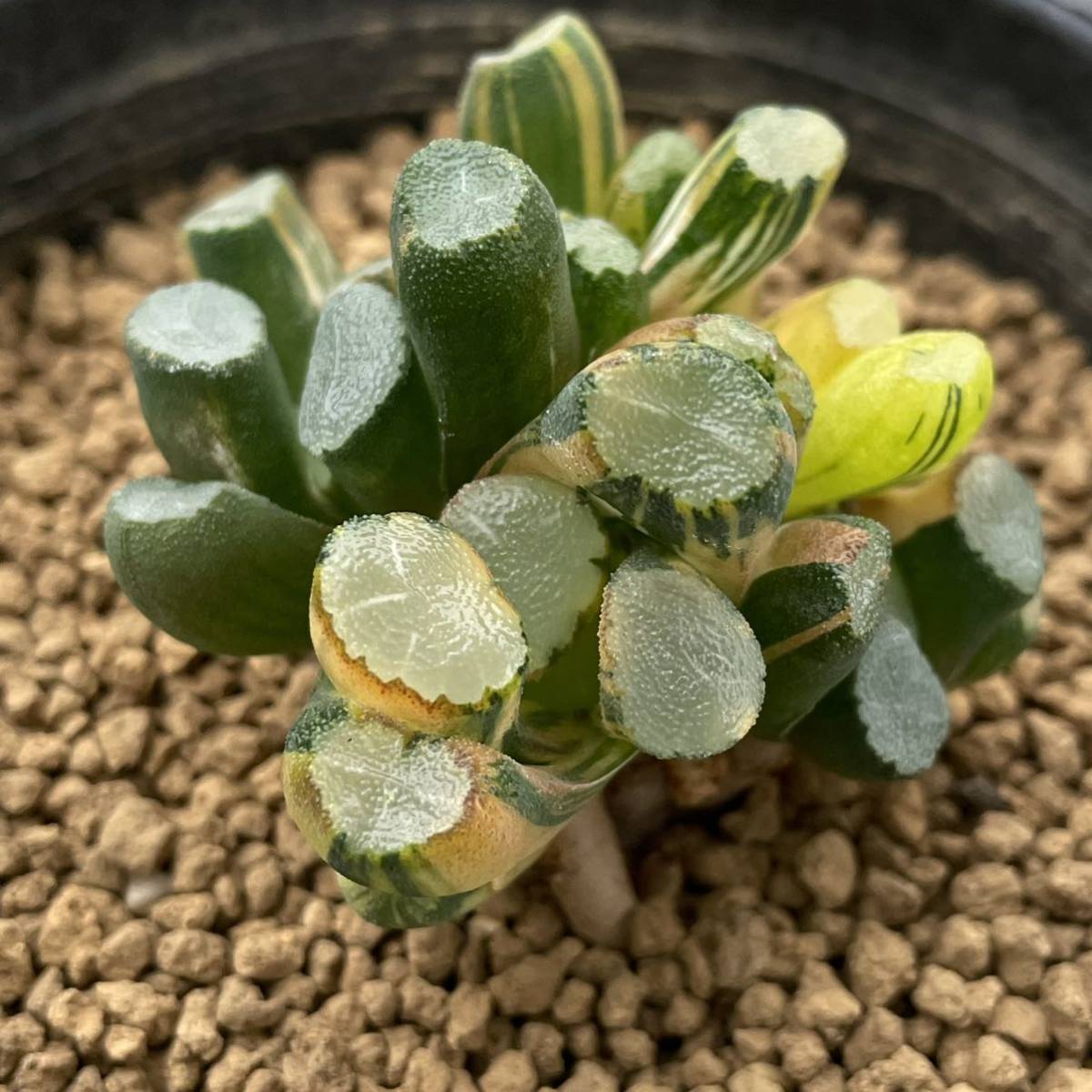 ≧∇≦)多肉植物 ハオルチア 万象錦 胴切り 5頭立て mellinart.com.br