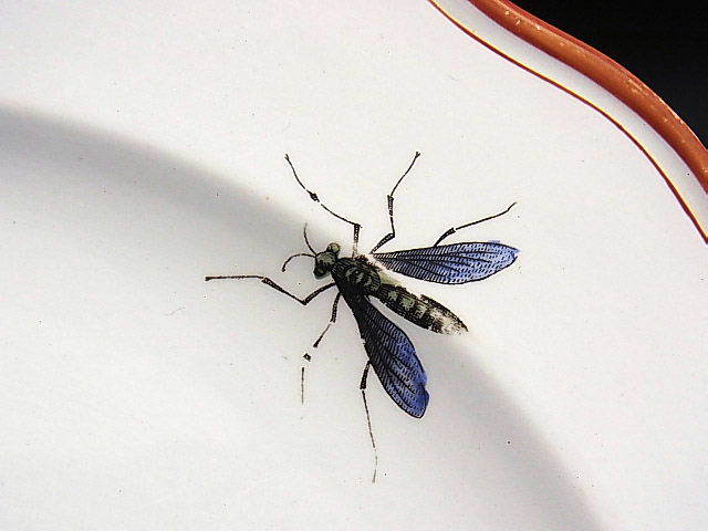 英国 陶磁器 登録印 古窯 梅と虫を見つめる小鳥絵 大皿 ◆ 英国アンティーク_画像6