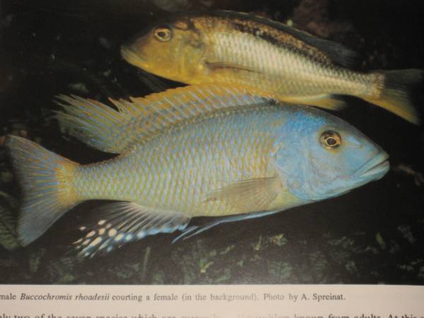  бесплатная доставка!! The CICHLIDS yearbook Volume2sik крышка year книжка Vol2 Ad Konings иностранная книга malaui озеро язык gani кальмар озеро Africa nкнига@ иллюстрированная книга 