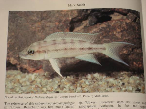  бесплатная доставка!! The CICHLIDS yearbook Volume2sik крышка year книжка Vol2 Ad Konings иностранная книга malaui озеро язык gani кальмар озеро Africa nкнига@ иллюстрированная книга 