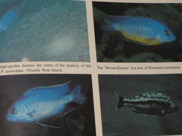  бесплатная доставка!! The CICHLIDS yearbook Volume2sik крышка year книжка Vol2 Ad Konings иностранная книга malaui озеро язык gani кальмар озеро Africa nкнига@ иллюстрированная книга 