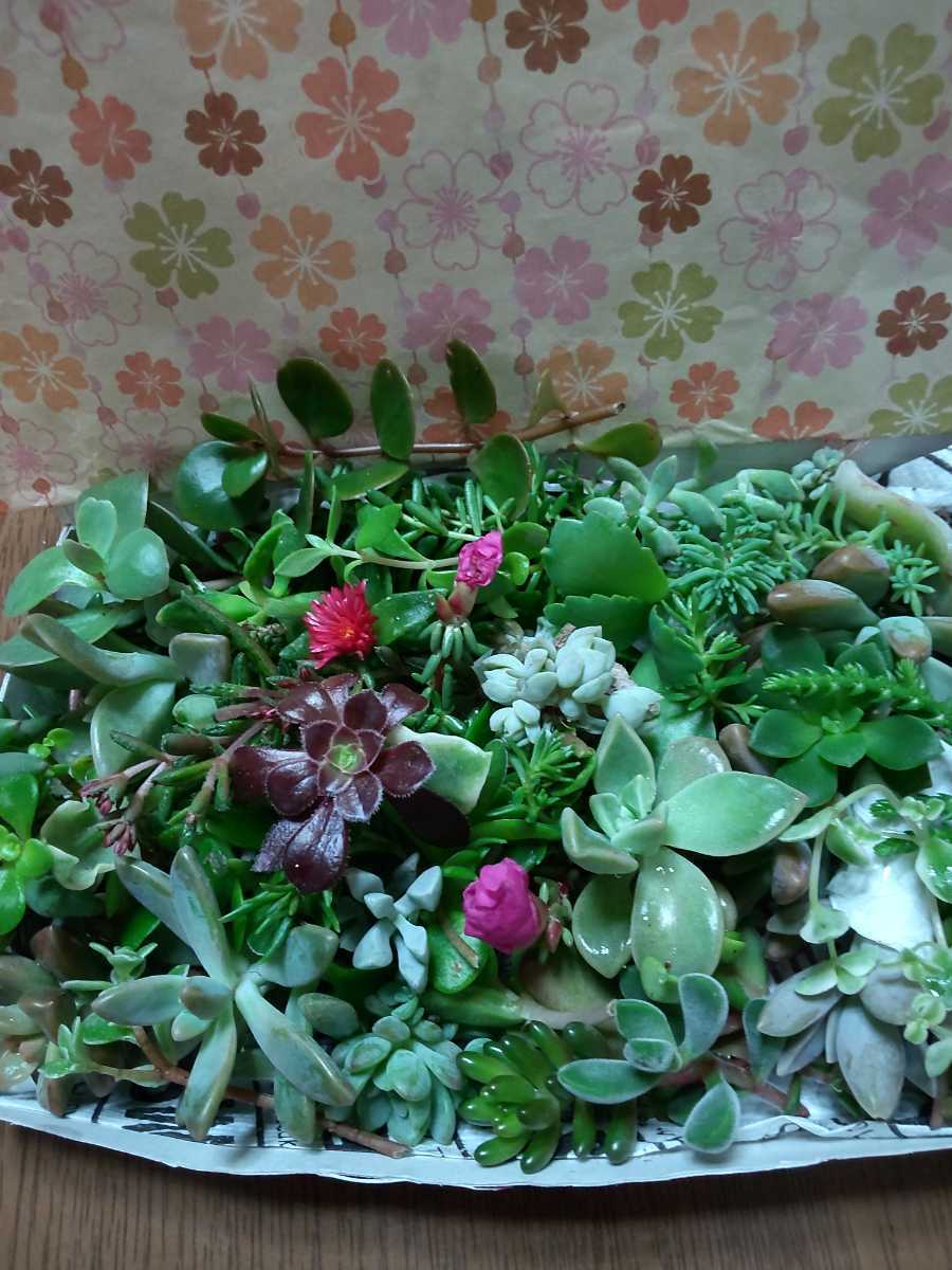 多肉植物カット苗 箱にいっぱい 2セット 25種類 新作モデル 25種類 多肉植物カット苗 箱にいっぱい 2セット 25種類 新作モデル 25種類