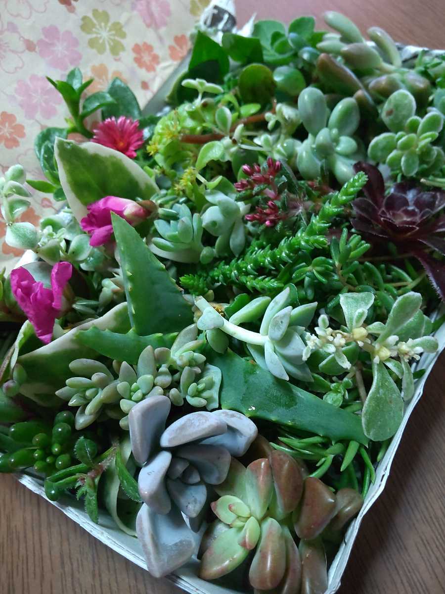 多肉植物カット苗 箱にいっぱい 2セット 25種類 新作モデル 25種類 多肉植物カット苗 箱にいっぱい 2セット 25種類 新作モデル 25種類