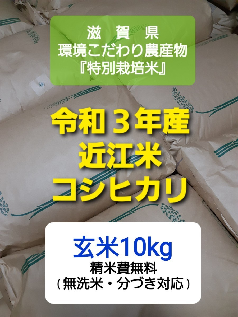 近江米 コシヒカリ 玄米 24kg - sanamenteconsultamedica.cl