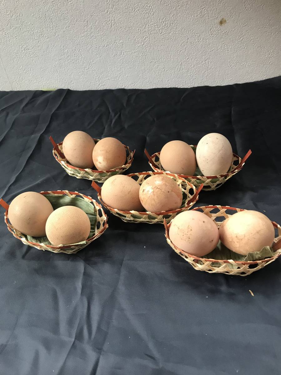 孵化用】有精卵　ホロホロ鳥　鳥　１5 個　無洗卵_画像1