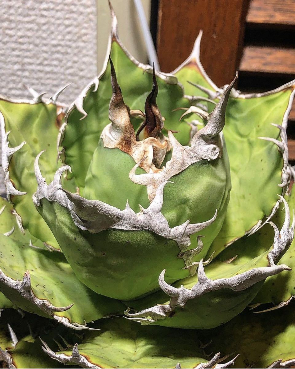 多肉植物 agave titanota アガベ チタノタ フィッシュスパイン Fishspine 魚刺 ライムグリーン子株 カキコ/検(シーザー ハデス 赤猫