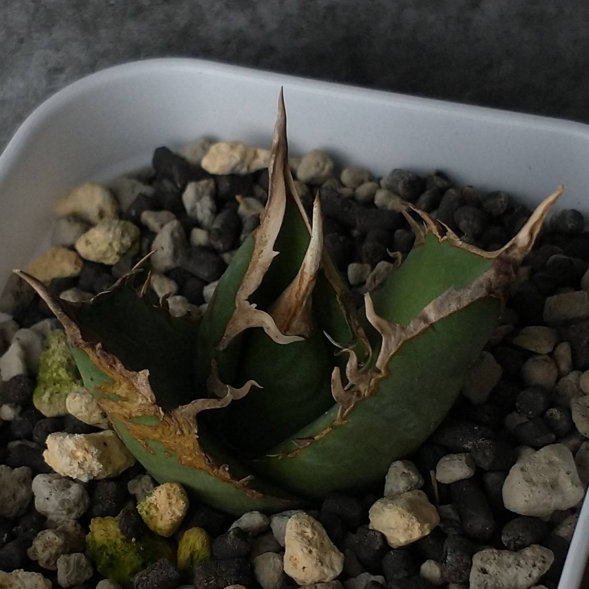 【P9771】【白強棘選抜！】 アガベ オテロイ FO076 白棘選抜 Agave titanota （ ハデス シーザー チタノタ ）_画像2