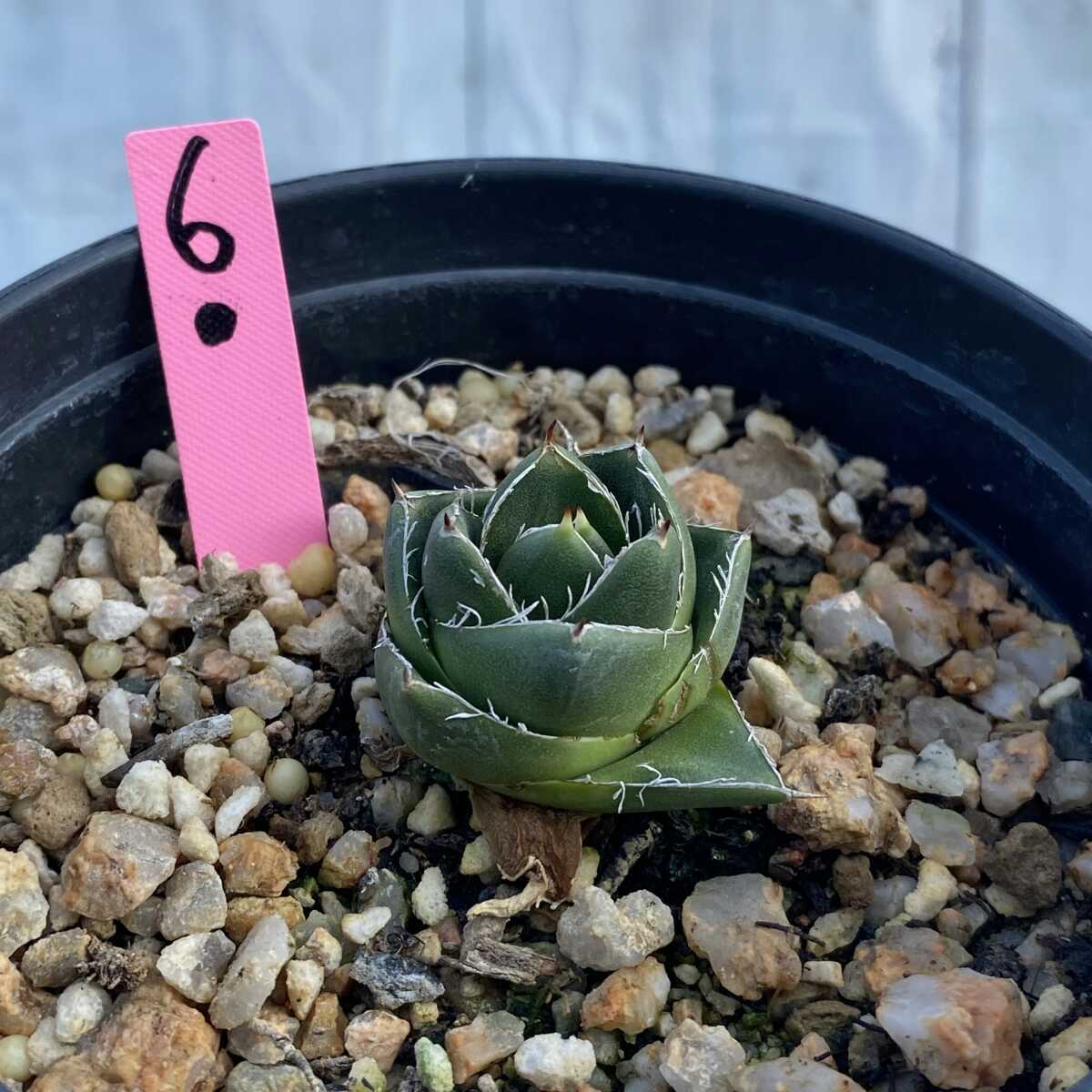 6多肉植物アガベ A型 笹の雪 極上美株 minnade-ganbaro.jp