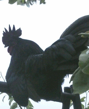 真黒矮鶏 種卵3個（2個プラス補償1個）しんくろチャボ 孵化用 有精卵 シンクロチャボ 真黒チャボ _画像2