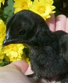 真黒矮鶏 種卵3個（2個プラス補償1個）しんくろチャボ 孵化用 有精卵 シンクロチャボ 真黒チャボ _画像8