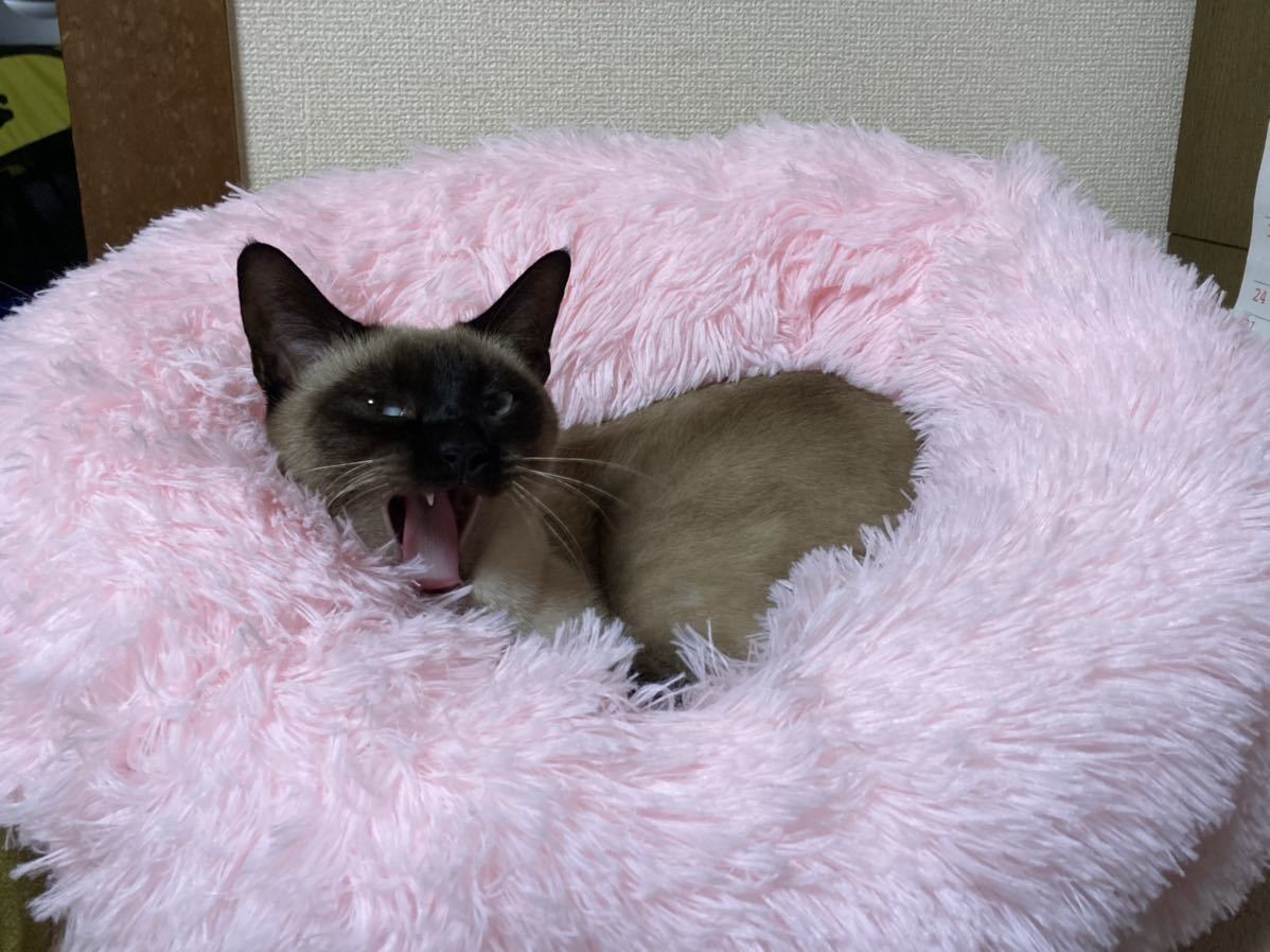 注文後の変更キャンセル返品 送料込み ユニチャーム デオシート レギュラー 超吸収タイプ ジャンボパック112枚入り lacistitis.es 注文後の変更キャンセル返品 送料込み ユニチャーム デオシート レギュラー 超吸収タイプ ジャンボパック112枚入り lacistitis.es