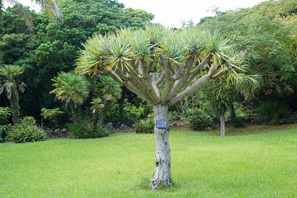 Yahoo!オークション - TO 竜血樹の実生苗 Dracaena draco Yahoo!オークション - TO 竜血樹の実生苗 Dracaena draco