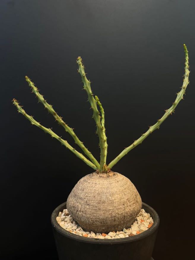 希少 ユーフォルビア デシドゥア ☆ Euphorbia decidua 検 パキプス