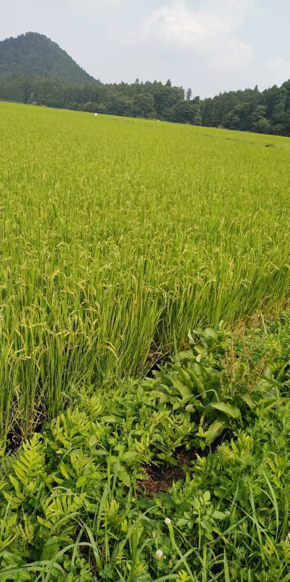 令和3年産栃木県特一等米【A級ランク】シヒカリ25キロ無農薬級にて作り上げた自慢のお米です。安心、安全のお米です。食べてみてい下さい。_画像5