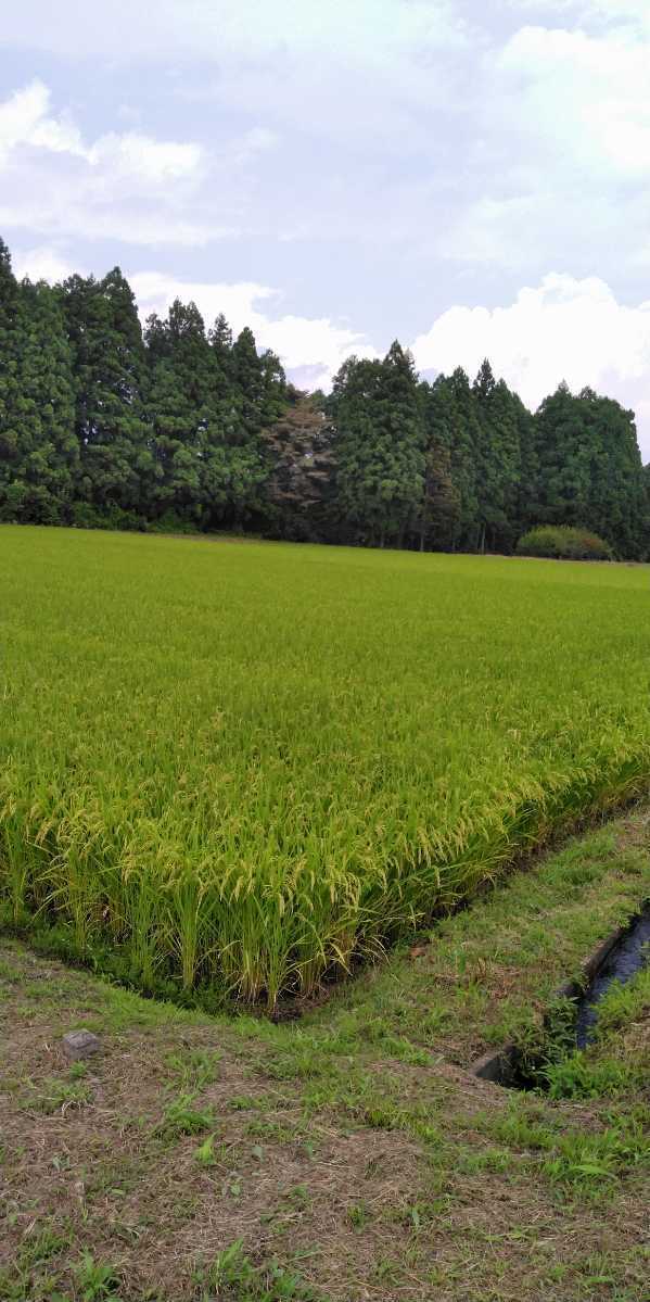 令和3年産栃木県特一等米【A級ランク】シヒカリ25キロ無農薬級にて作り上げた自慢のお米です。安心、安全のお米です。食べてみてい下さい。_画像2
