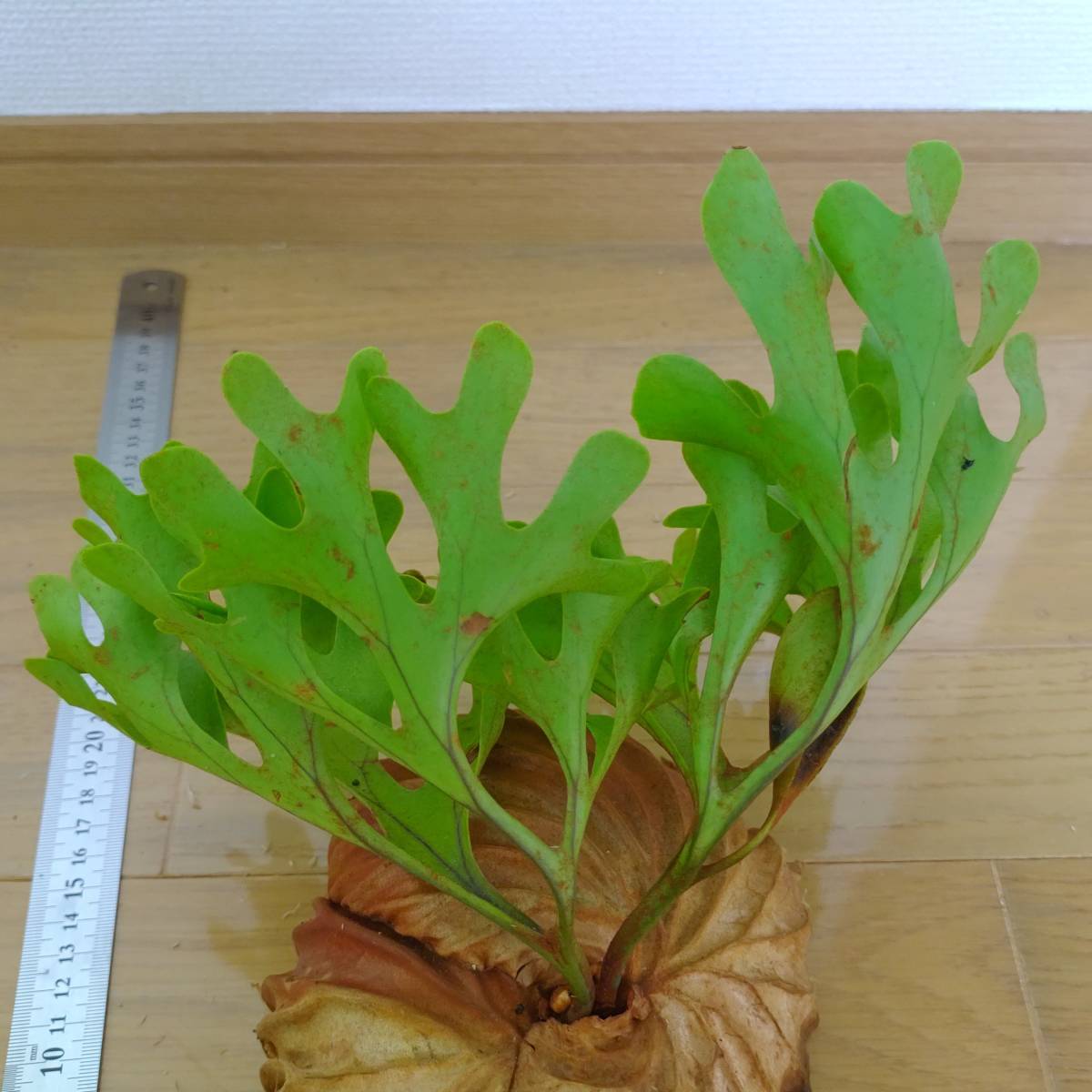 ☆1円スタート☆1 ビカクシダ 植物☆Platycerium ridleyii (プラティケ 