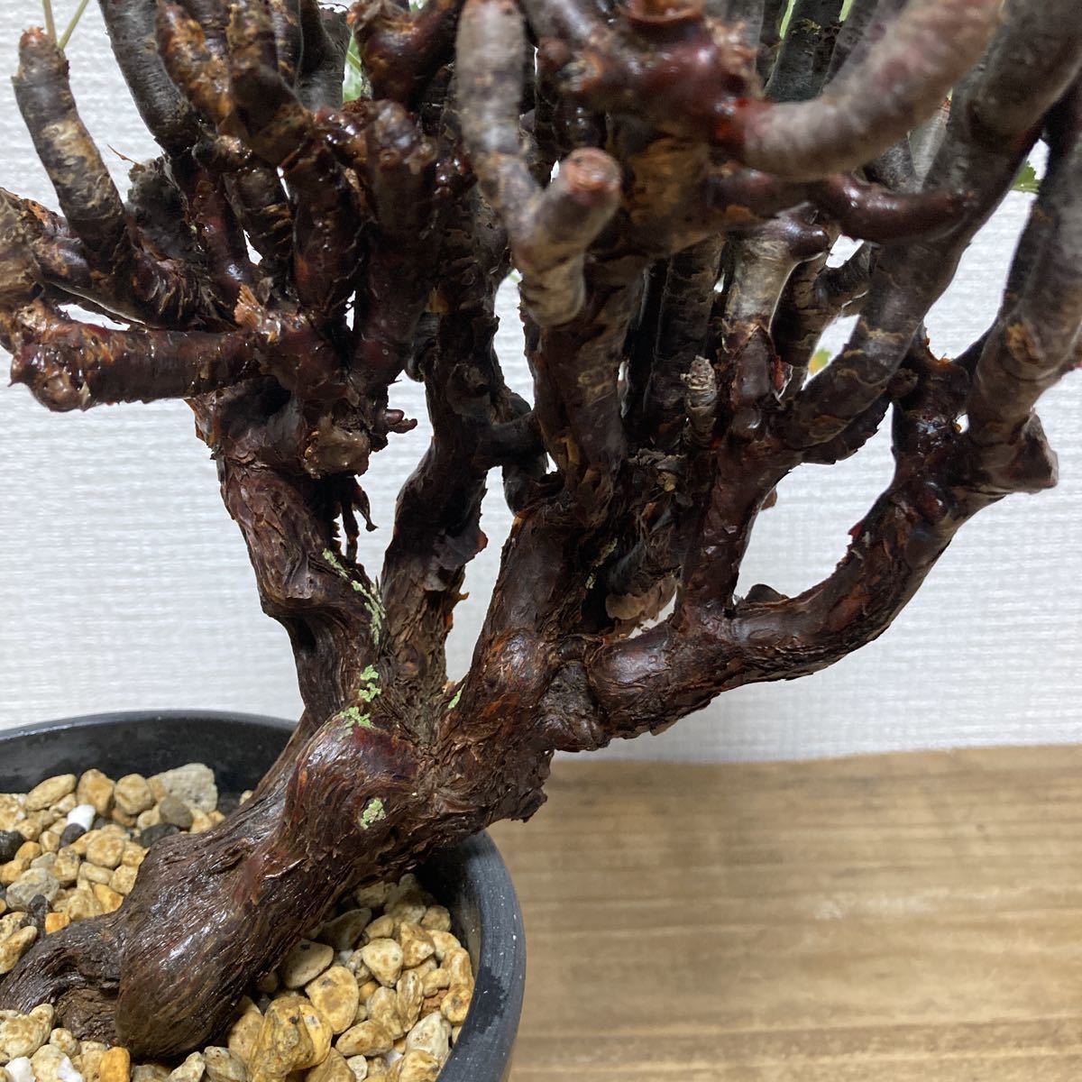 現地株 Pelargonium mirabile ペラルゴニウム ミラビレ 発根済 灌木 