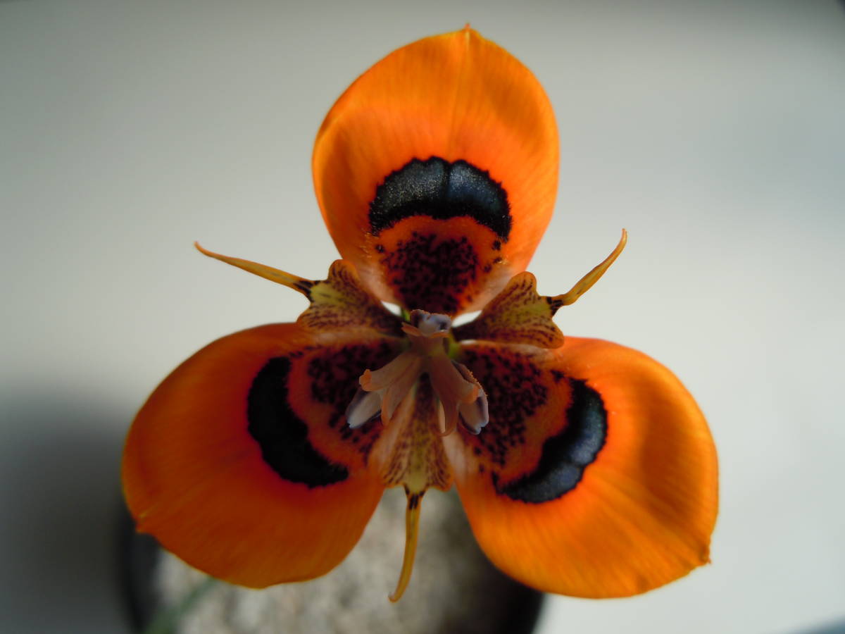 期間限定お試し価格 Moraea Tulbaghensis Type A モラエア モレア 旧属名 アイリス アヤメ