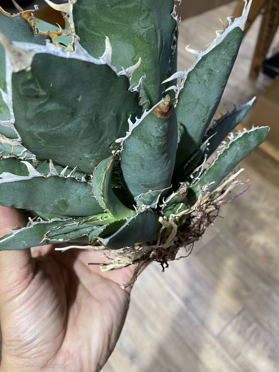 ☆PCP特選アガベ☆Agave titanota (oteroi) カリフォルニア にて ☆PCP特選アガベ☆Agave titanota (oteroi) カリフォルニア にて