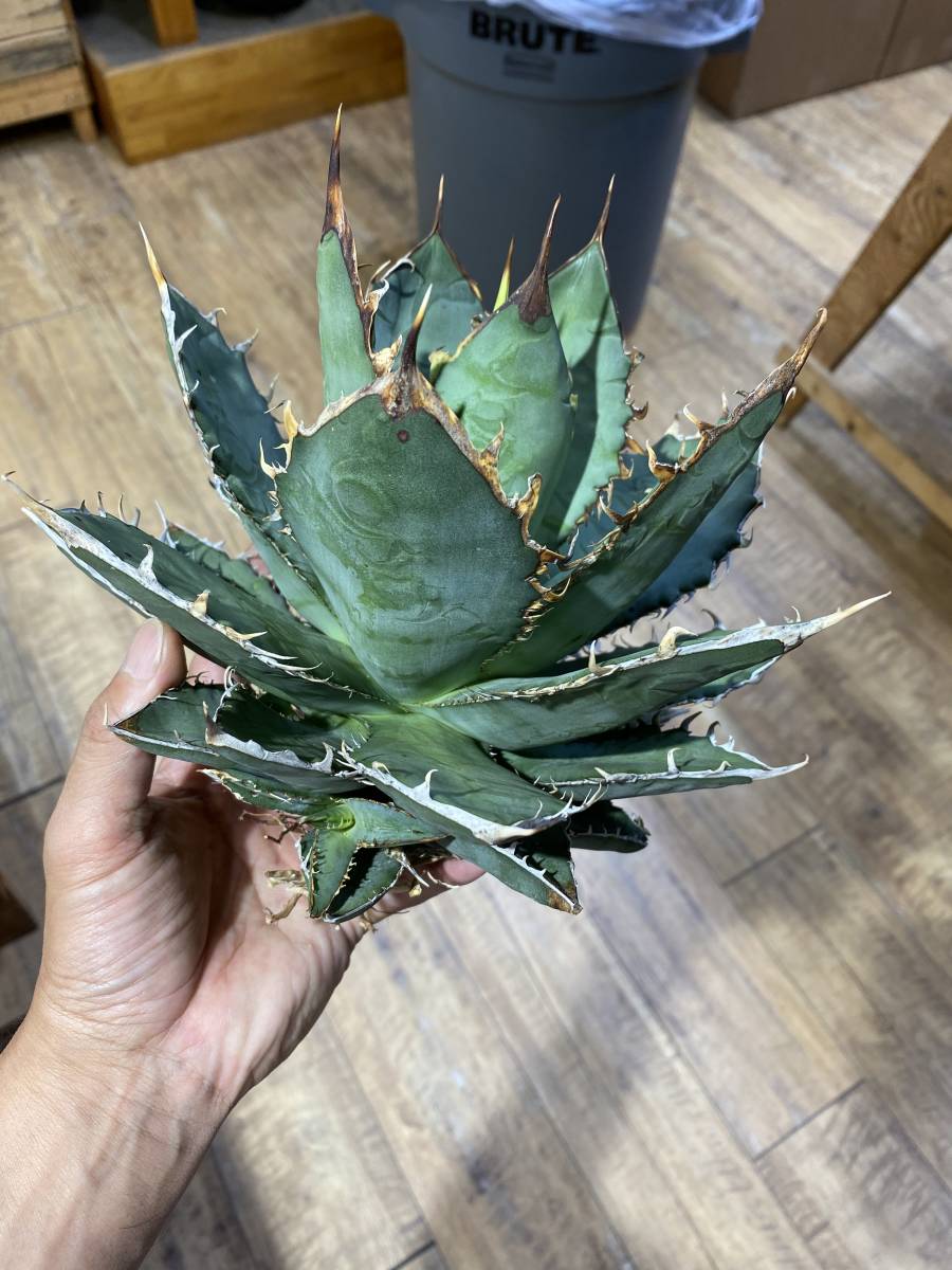 ☆PCP特選アガベ☆Agave titanota (oteroi) カリフォルニア にて ☆PCP特選アガベ☆Agave titanota (oteroi) カリフォルニア にて