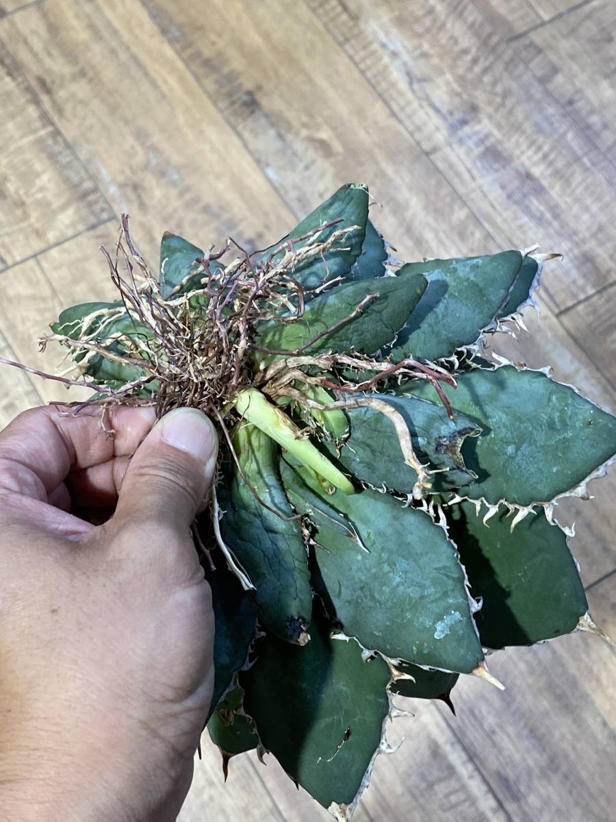 ☆PCP特選アガベ☆Agave titanota (oteroi) カリフォルニア にて ☆PCP特選アガベ☆Agave titanota (oteroi) カリフォルニア にて