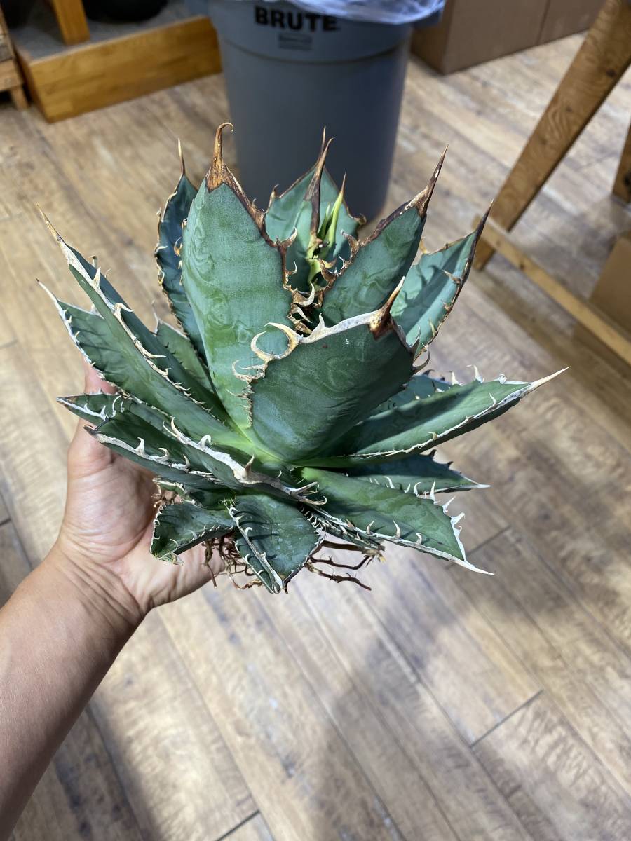 ☆PCP特選アガベ☆Agave titanota (oteroi) カリフォルニア にて ☆PCP特選アガベ☆Agave titanota (oteroi) カリフォルニア にて