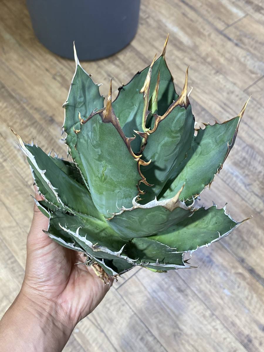 ★PCP特選アガベ★ Agave titanota (oteroi) カリフォルニア にて実生選抜株 種は Oaxaca 子株多数 チタノタ fo-076 輸入ベアルート034