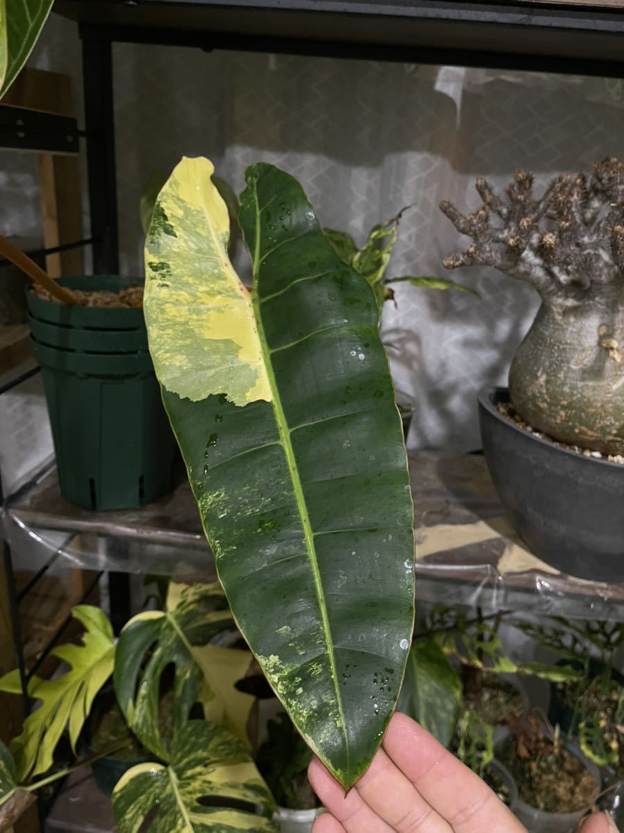 フィロデンドロンビレッティア斑入りPhilodendron Billietiae フィロデンドロンビレッティア斑入りPhilodendron Billietiae