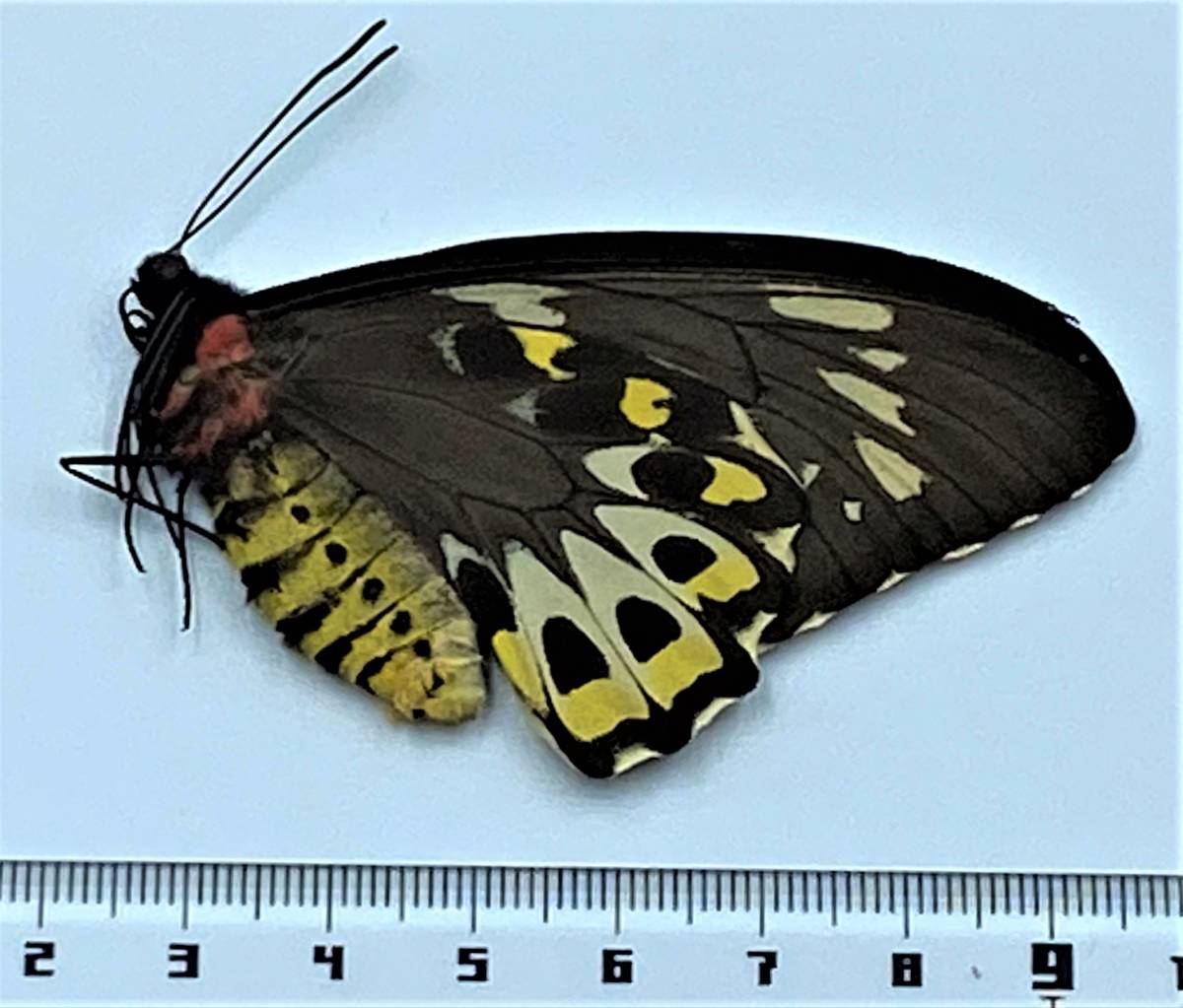 外国産蝶 未展翅標本 世界最小 トリバネアゲハ リッチモンデア ♀ ： 採取年月 1995年 2月 15日