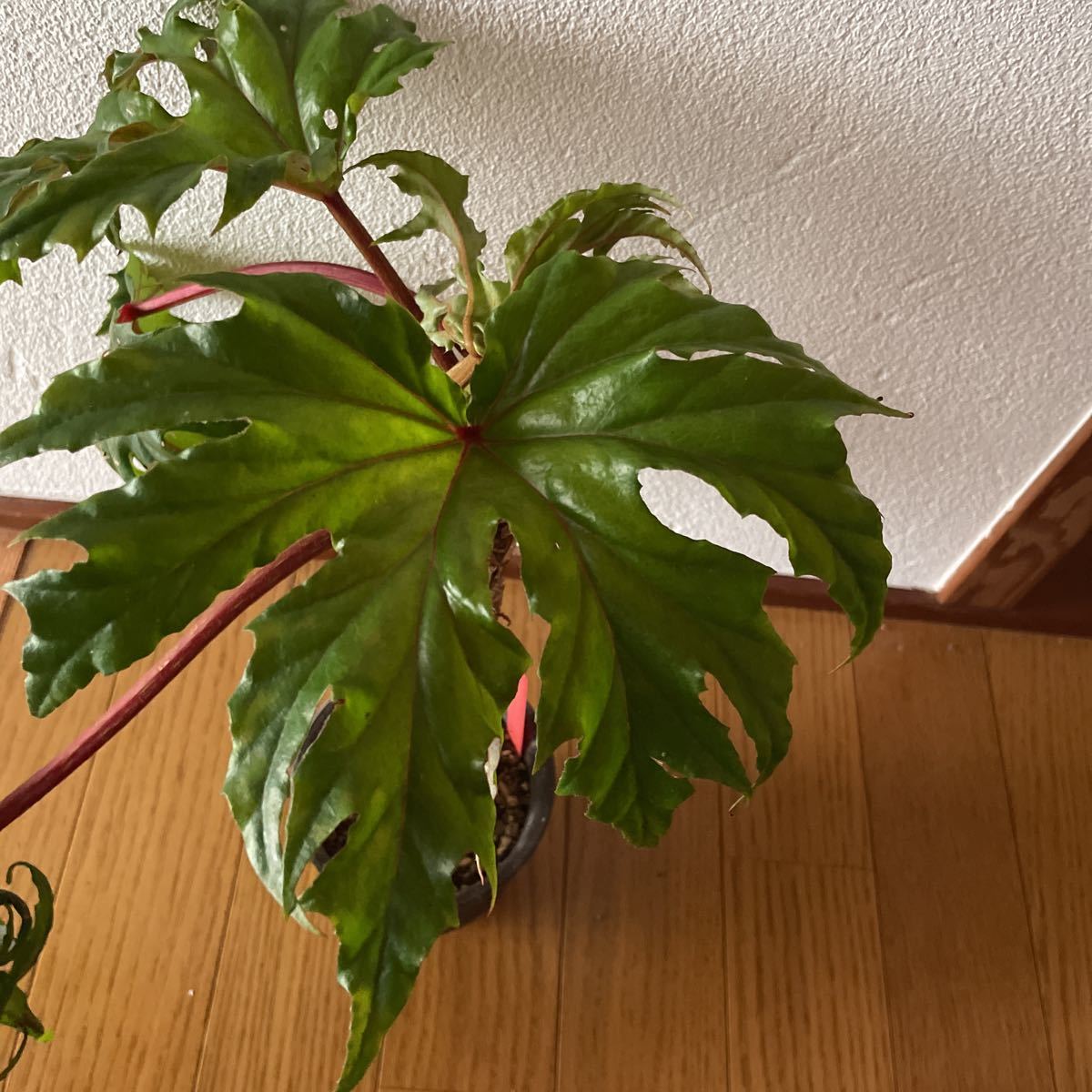 さくらベゴニア・クラシカウリス　Begonia crassicaulis 観葉植物　多肉植物 根付き 根茎性ベゴニア　抜き苗発送_画像5