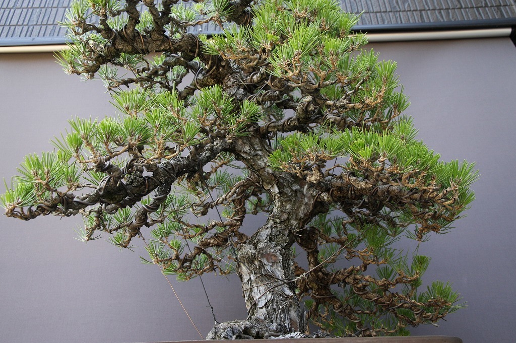 株)一樹園 山採り黒松 大品盆栽/樹齢70年 盆栽 株)一樹園 山採り黒松 大品盆栽/樹齢70年 盆栽