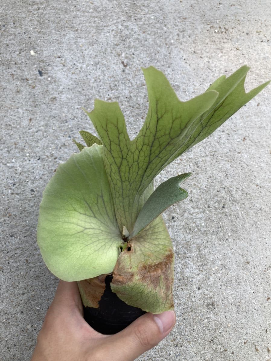 正規店仕入れの P. ビカクシダ spore Mr.Nuke Willinckii Dwarf 植物