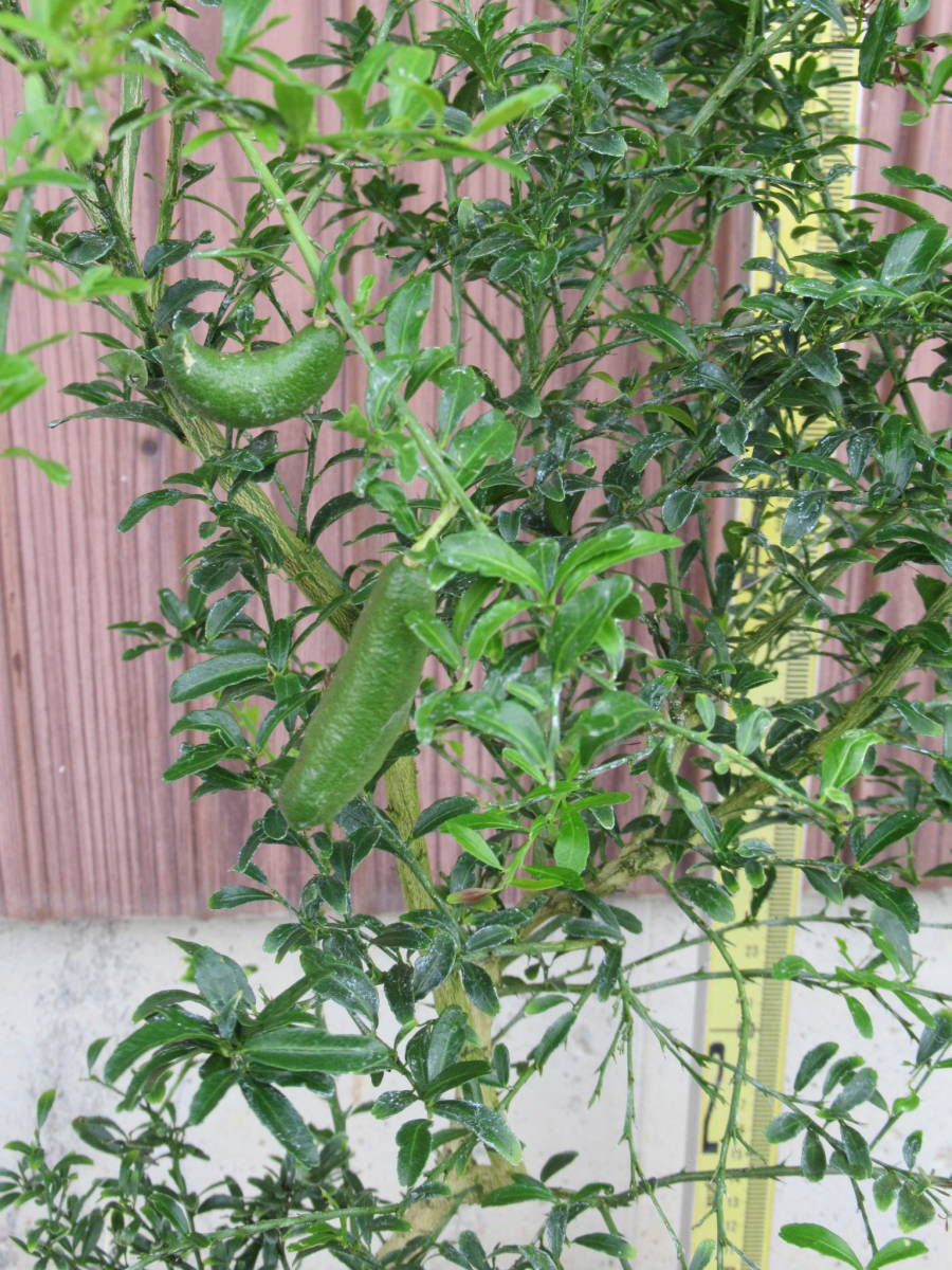 たくさんの実付き フィンガーライム Finger Lime (接ぎ木苗 たくさんの実付き フィンガーライム Finger Lime (接ぎ木苗
