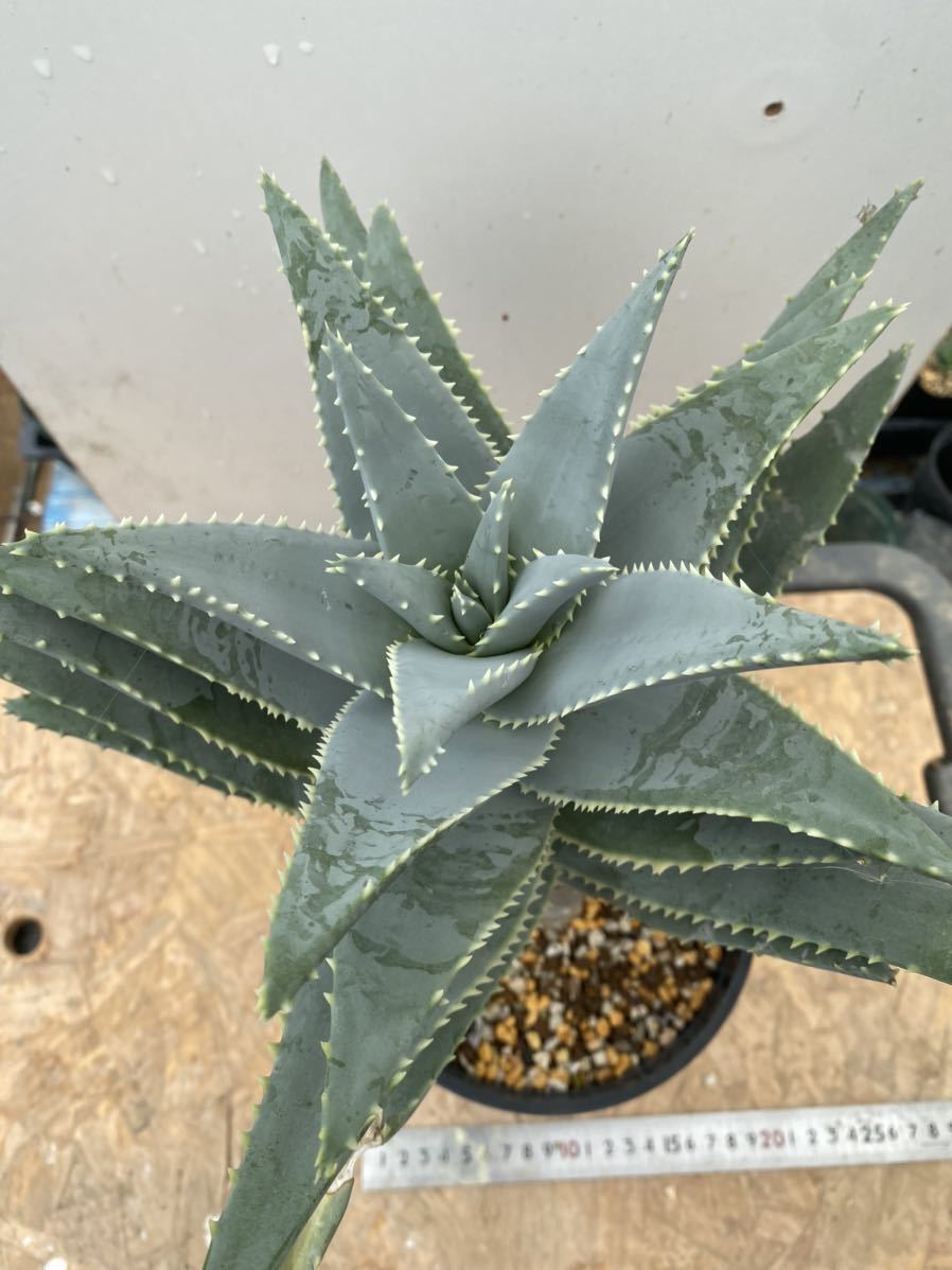 Aloe pillansii アロエ ピランシー 観葉植物 Aloe pillansii アロエ ピランシー 観葉植物