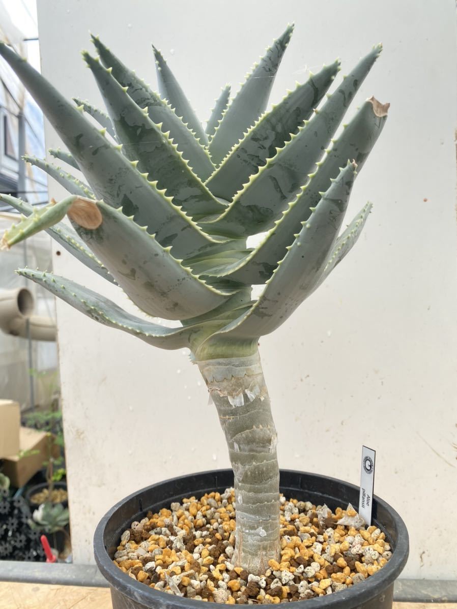 Aloe pillansii アロエ ピランシー 観葉植物 Aloe pillansii アロエ ピランシー 観葉植物
