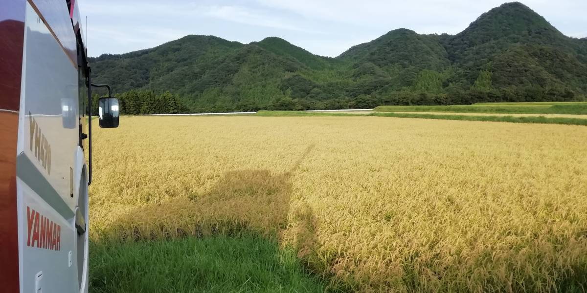 令和3年度山口県萩産コシヒカリ　玄米25ｋｇ　　_画像2