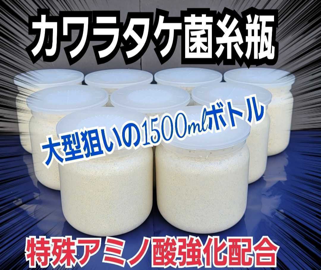 カワラ菌糸瓶　特大1500ml トレハロース・キトサン・ローヤルゼリー強化配合☆タランドゥス、オウゴンオニクワガタ、レギュウスが巨大化！_画像4