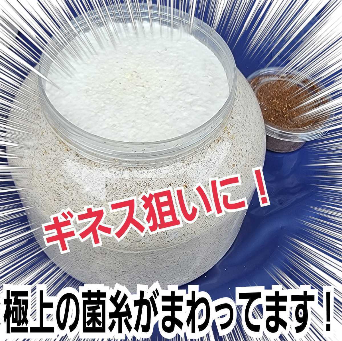 大型クワガタ羽化専用☆2300mlスーパービック☆ヒマラヤひらたけ菌糸瓶☆特殊アミノ酸強化配合☆ギネス狙いに！中がよく見えるクリアボトル_画像7