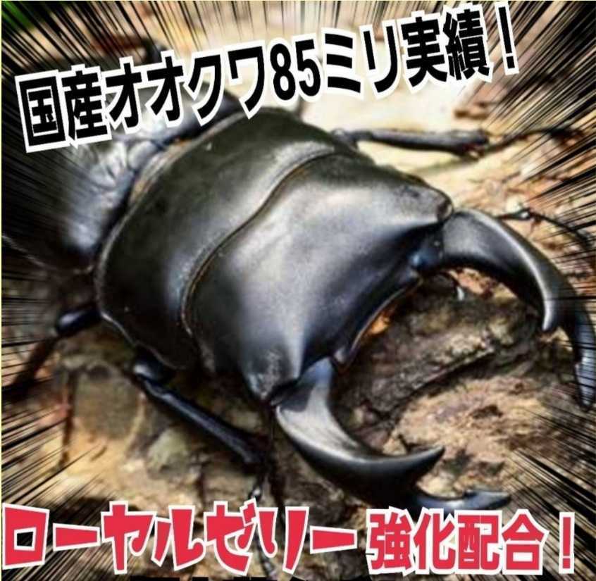 大型クワガタ羽化専用☆2300mlスーパービック☆ヒマラヤひらたけ菌糸瓶☆特殊アミノ酸強化配合☆ギネス狙いに！中がよく見えるクリアボトル_画像6