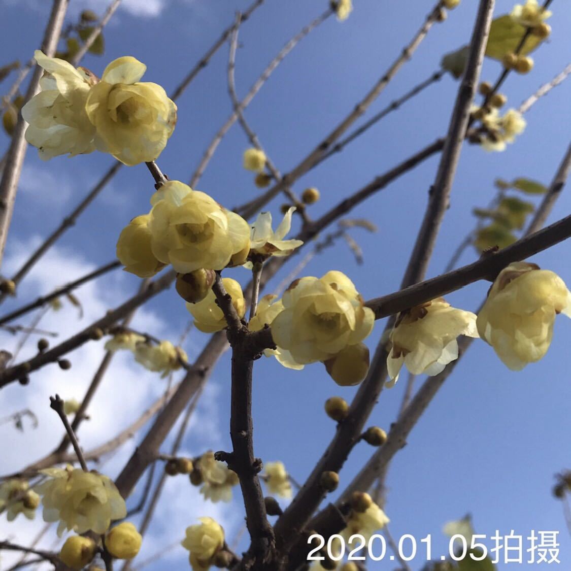 蝋梅苗 3年生 完売 蝋梅苗 3年生 完売
