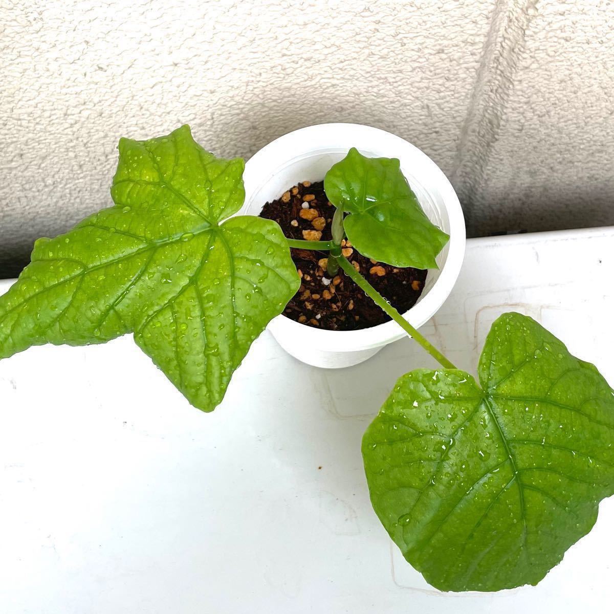 フィカスウンベラータ 観葉植物 20cm 抜き苗 新芽 強い植物