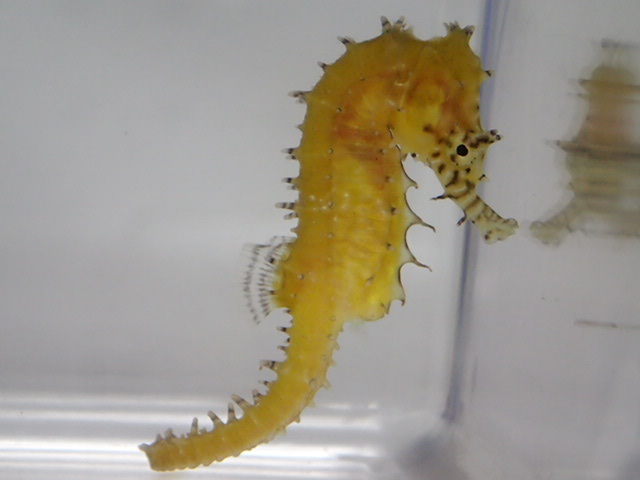 ゼブラスナウトシーホース 黄 豪州 タツノオトシゴ 1匹 5から7cm Smサイズ 海水魚 熱帯魚 生体 即決 80サイズ関東送料873円 Bizarromesa Com ゼブラスナウトシーホース 黄 豪州 タツノオトシゴ 1匹 5から7cm Smサイズ 海水魚 熱帯魚 生体 即決 80サイズ関東送料873円 Bizarromesa Com