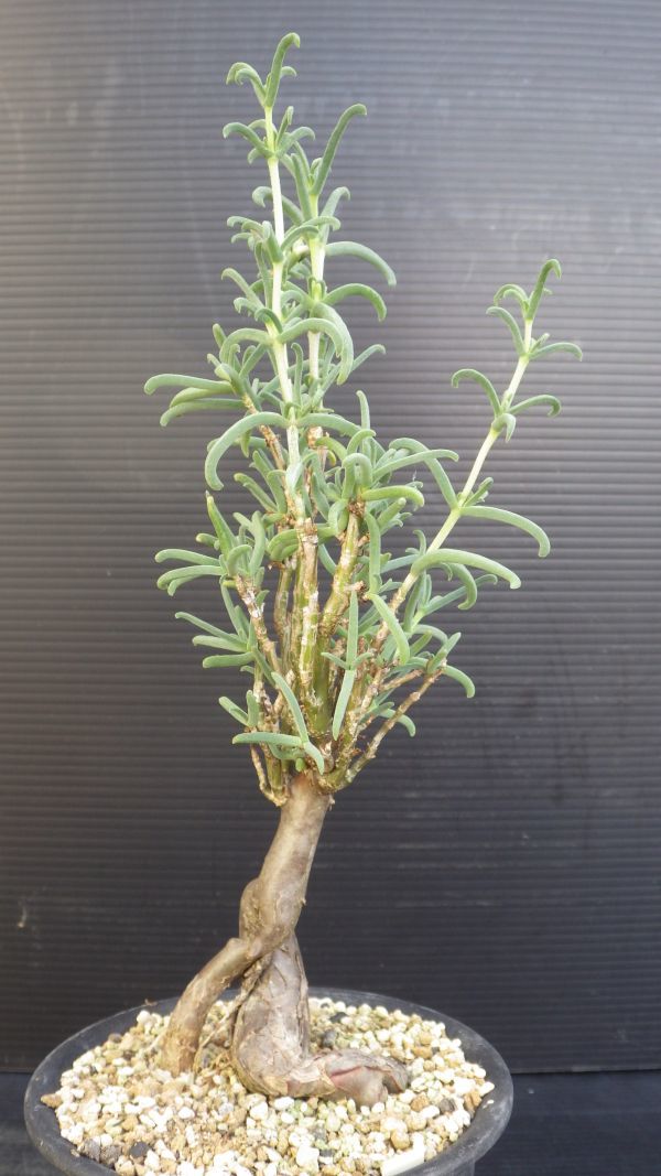多肉植物 メストクレマ ツベローサム 塊根種 | www.reelemin242.com