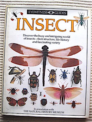 洋書（英国）★INSECT EYEWITNESS GUIDES★虫の図鑑★DORLING KINDERSLEY_画像1