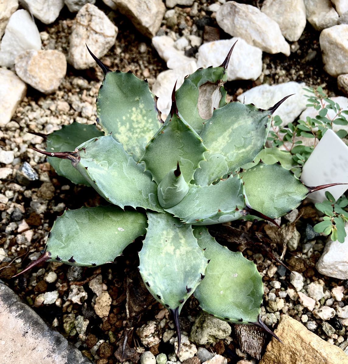 アガベ　多肉植物　 姫八荒雷神 _画像2