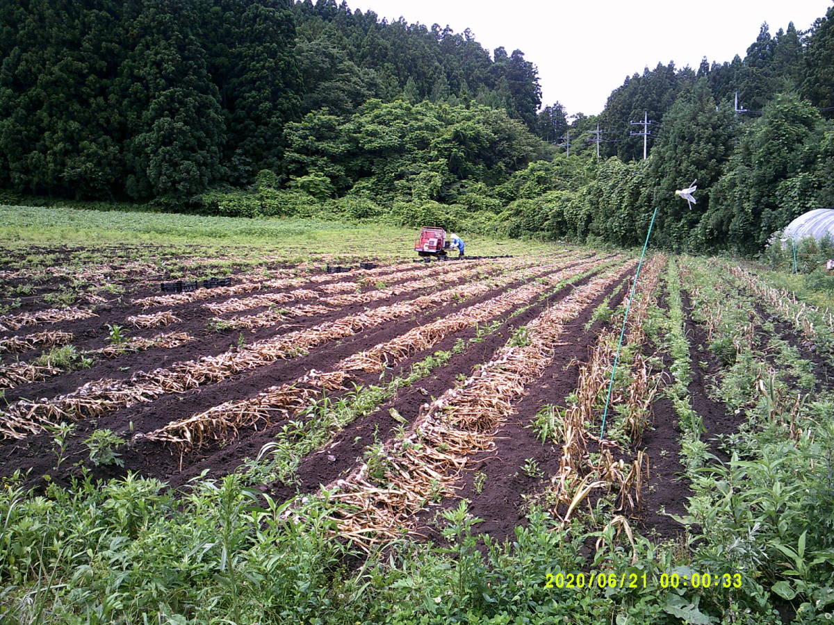 青森県産●にんにくバラシ●1.1kg2400円送料込#21●福地系●無農薬無化学肥料●いわもと有機農場_収穫1