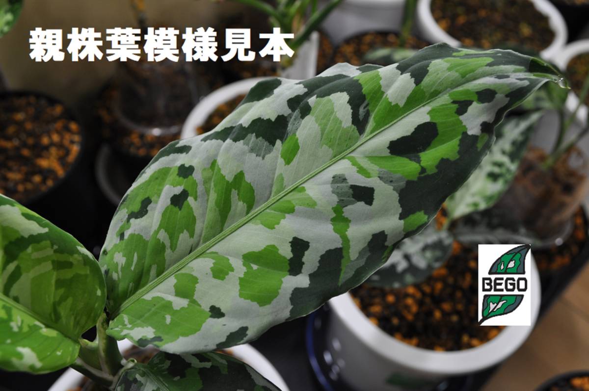 ☆BEGO-SELECT☆アグラオネマ ディープフォレスト☆Aglaonema pictum