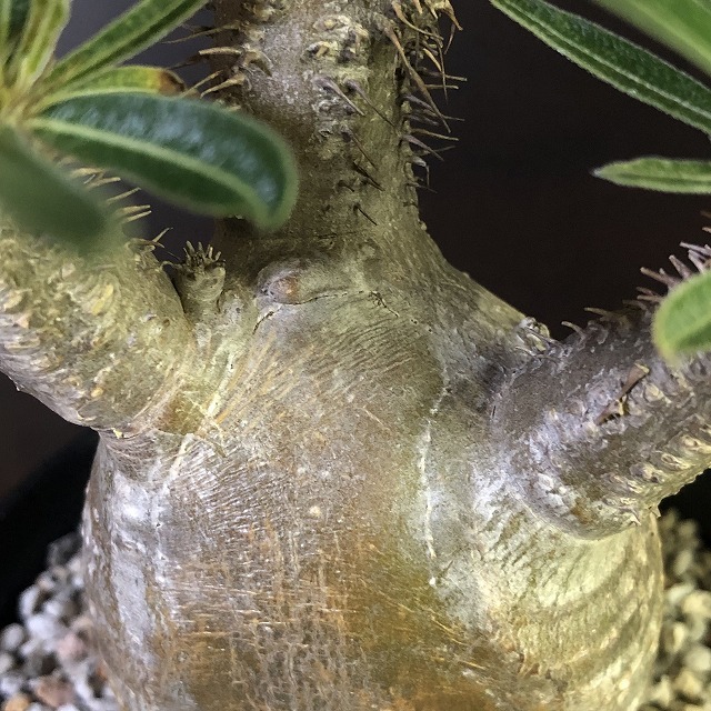 象牙宮　Pachypodium rosulatum v.gracilius　　パキポディウム　塊根植物　_画像5