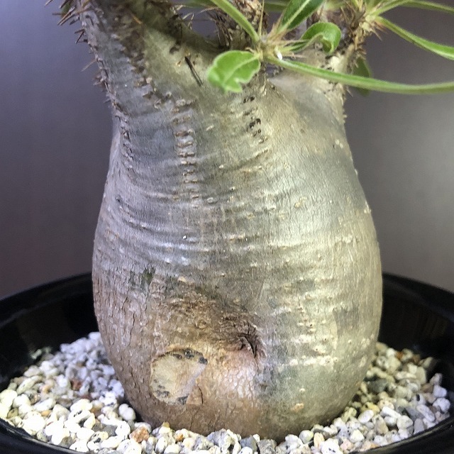 象牙宮　Pachypodium rosulatum v.gracilius　　パキポディウム　　塊根植物　_画像4