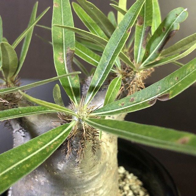 象牙宮　Pachypodium rosulatum v.gracilius　　パキポディウム　　塊根植物　_画像7